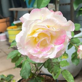 Photo of the plant species Double delight rose by @BuddingRye named Stella on Greg, the plant care app