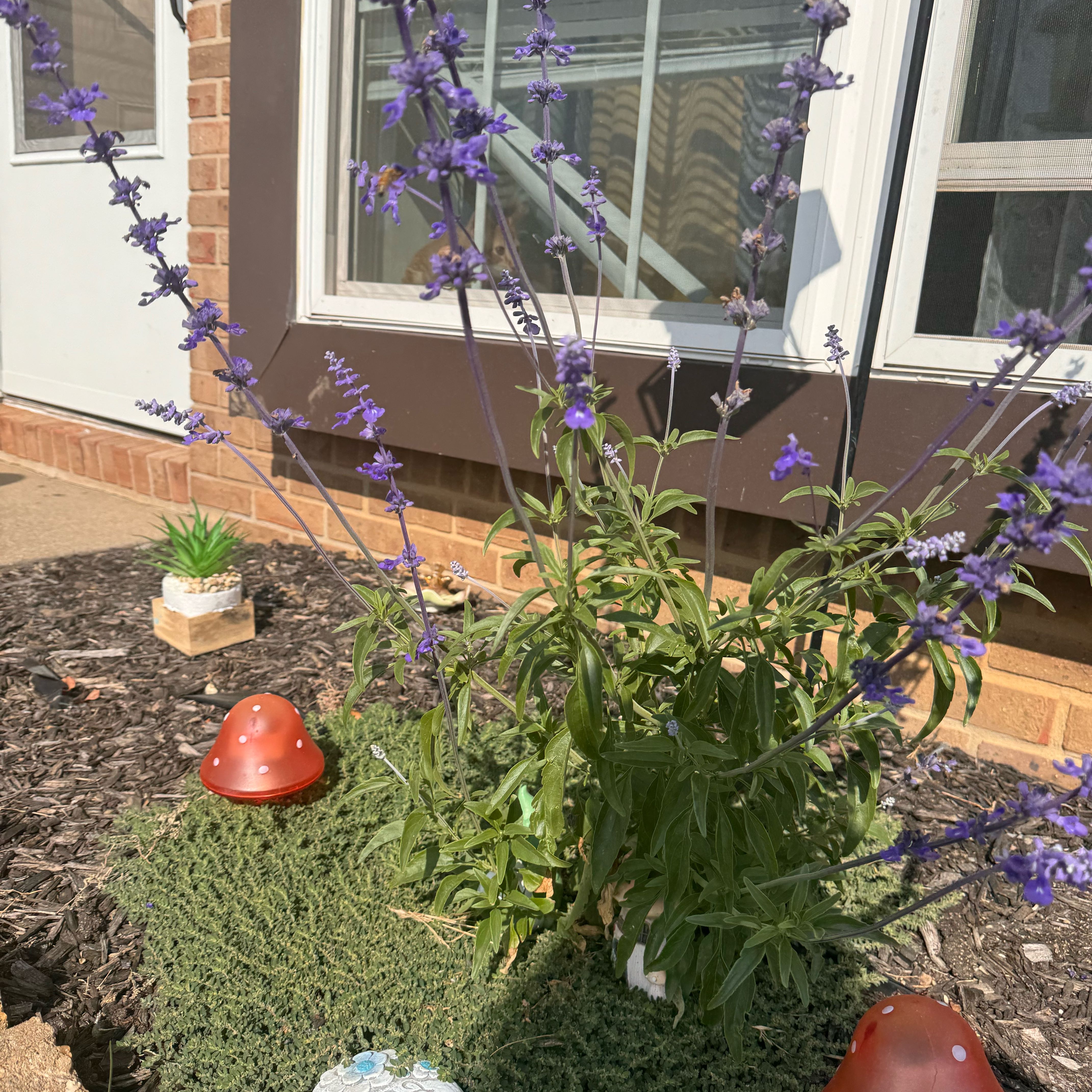 Photo of the plant species Deep Purple Sage by @TrySacahuista7 named Rainier on Greg, the plant care app