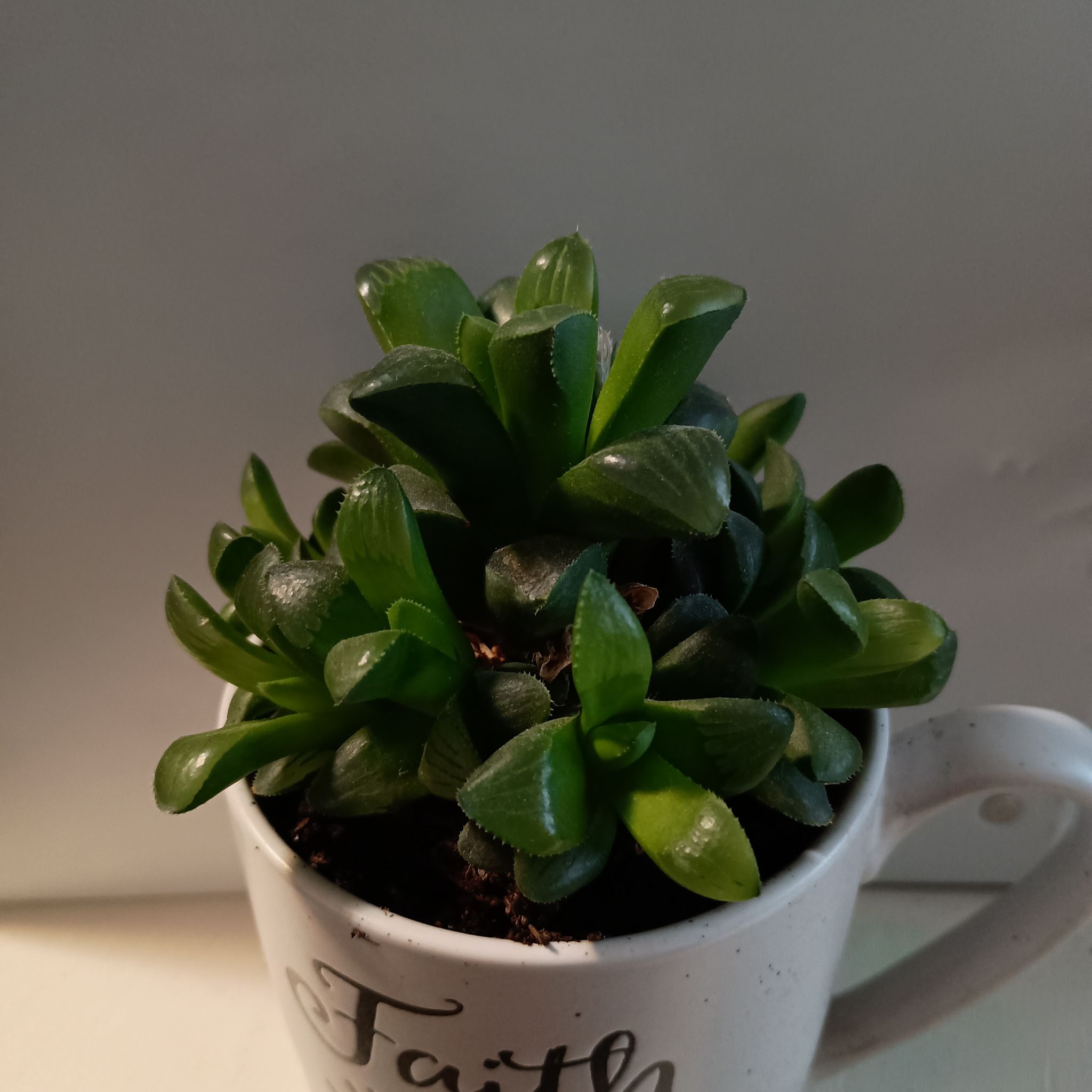 Photo of the plant species Haworthia mirabilis var. mundula by @LightFynbosaloe named Drake on Greg, the plant care app