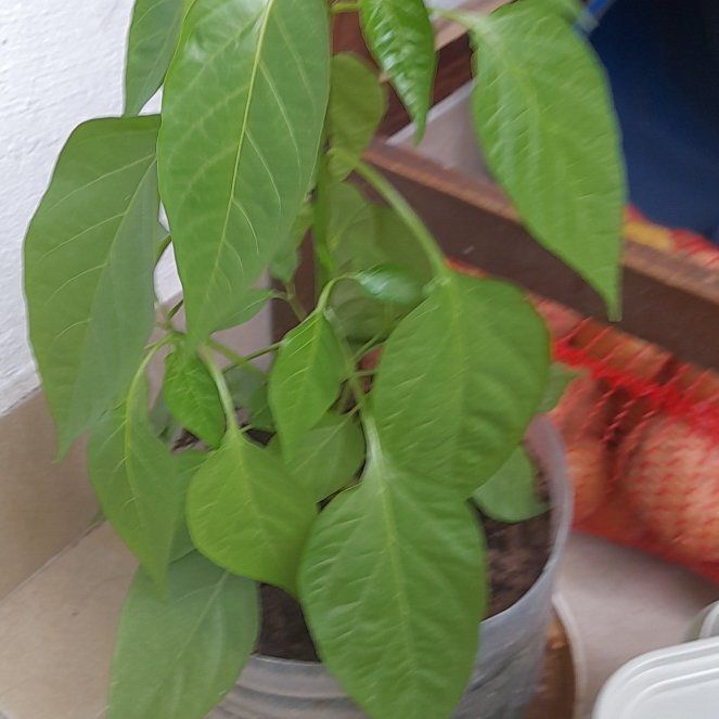 Photo of the plant species Peter Pepper by @PowerfulElkweed named 🅱️eter on Greg, the plant care app