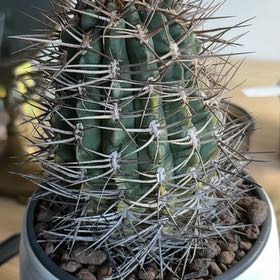 Photo of the plant species Queen of the Night by @FamedWavecactus named Mochi on Greg, the plant care app
