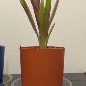 Photo of the plant species Bromeliads by @IdolSnowywaxcap named Girlfrond on Greg, the plant care app
