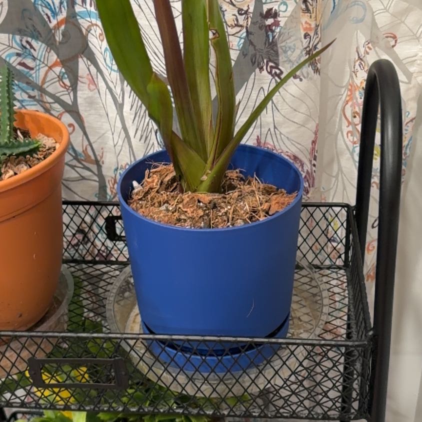 Photo of the plant species Bromeliads by @IdolSnowywaxcap named Gobi on Greg, the plant care app