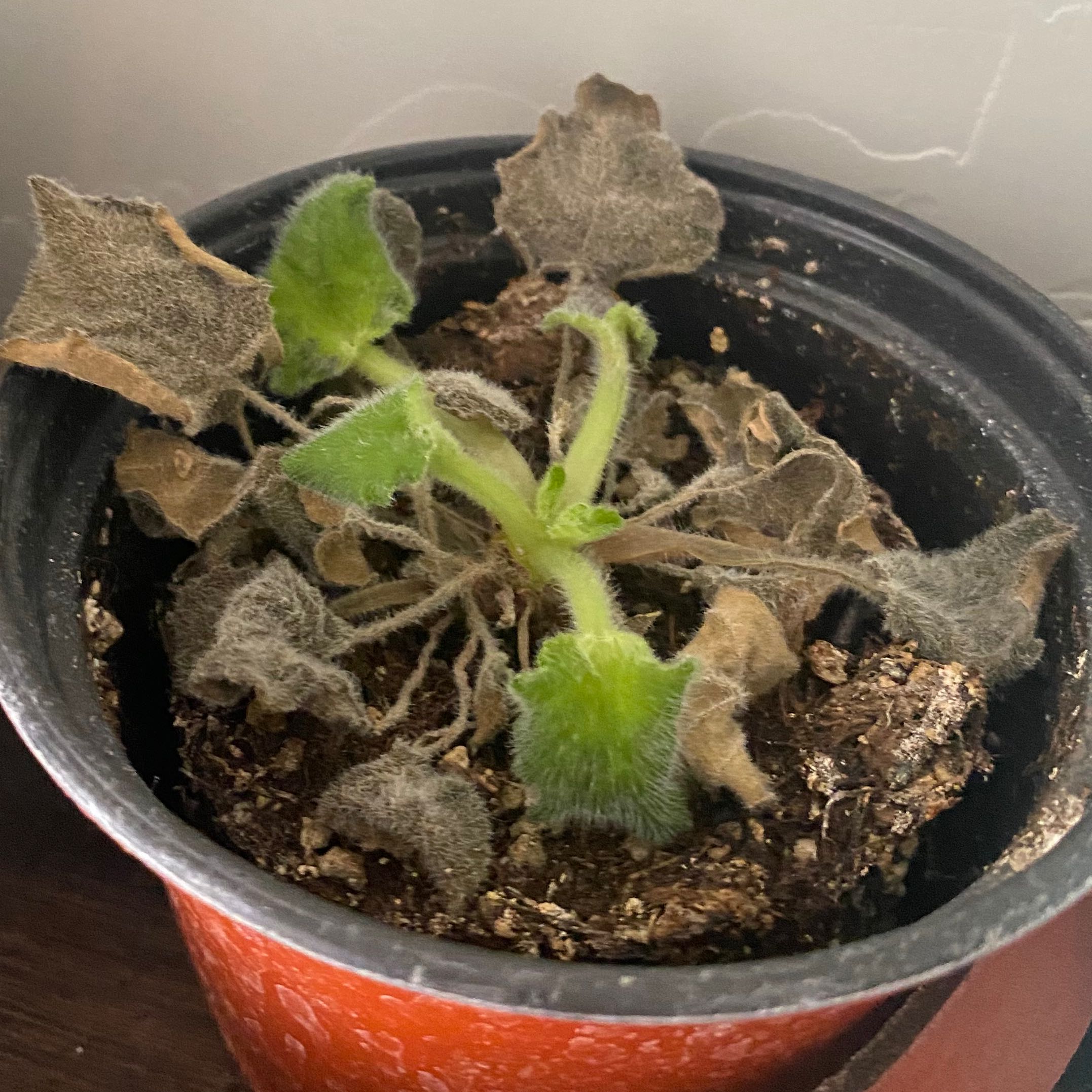 Kenyan Violet plant with brown and wilted leaves in a pot.
