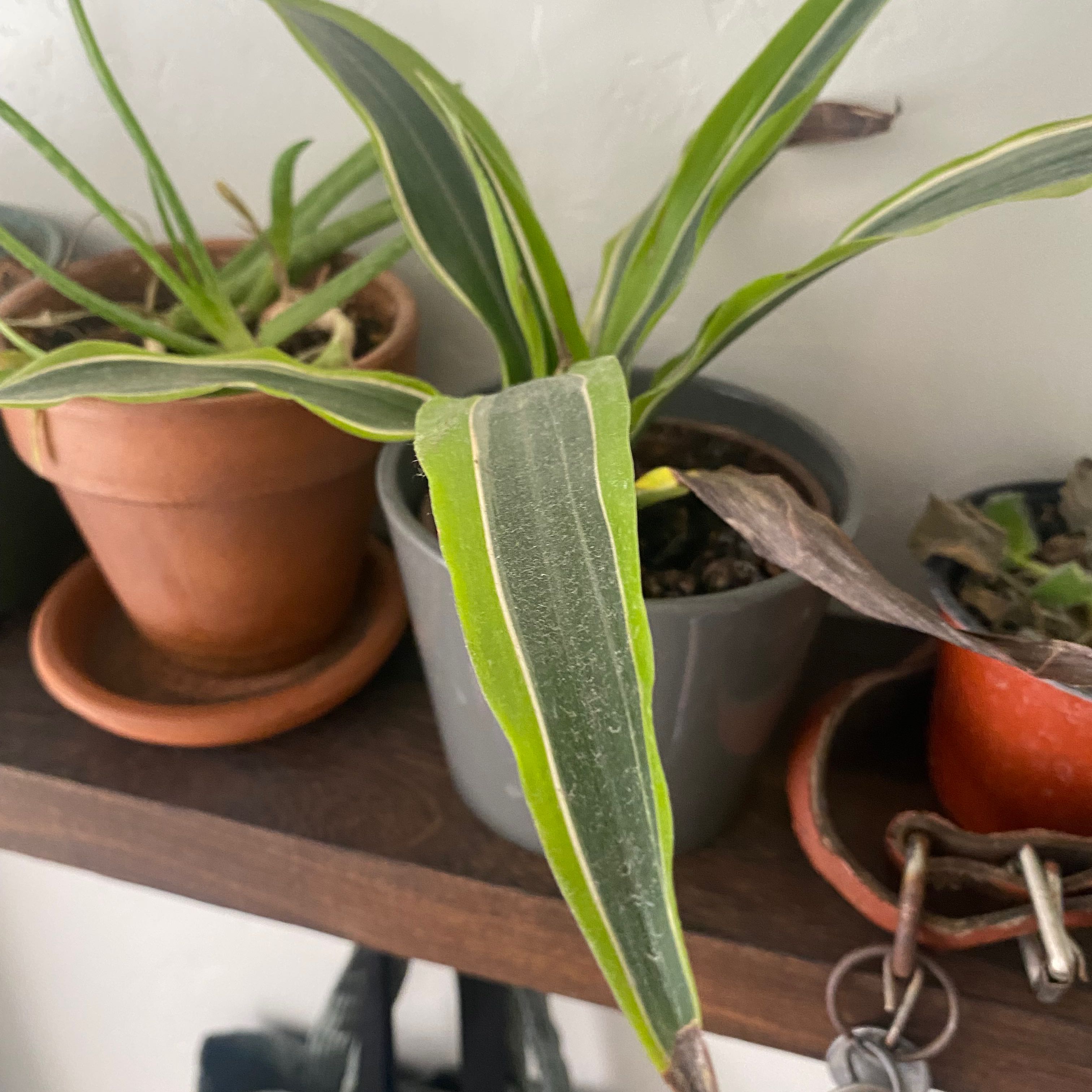 Dracaena 'Lemon Lime' plant in a pot with some browning leaves, well-framed and centered.