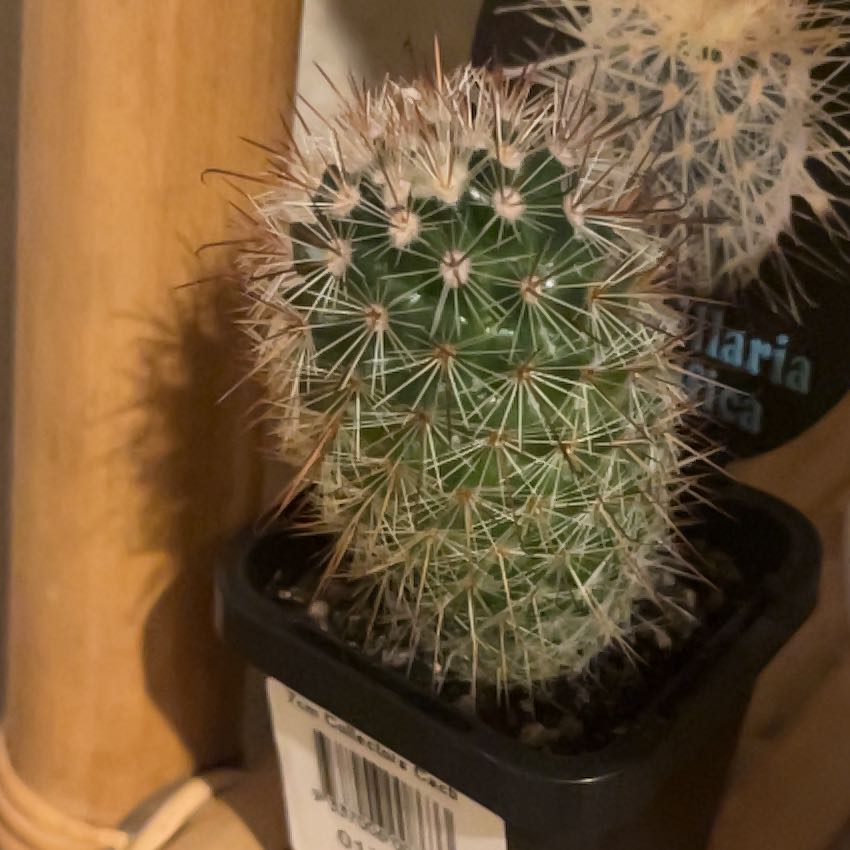 Photo of the plant species Mammillaria magnifica by @GoldGoldensedge named Homer on Greg, the plant care app