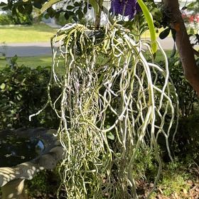 Photo of the plant species Blue Vanda by @ZappyAppletree named Beauty on Greg, the plant care app