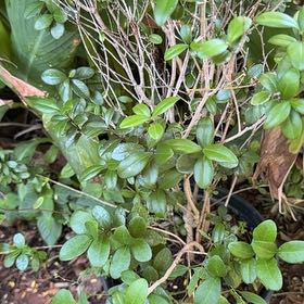 Photo of the plant species White Stopper by @ZappyAppletree named Sigmund on Greg, the plant care app