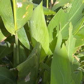 Photo of the plant species Canna 'Tropicana Gold' by @ZappyAppletree named Cannelloni on Greg, the plant care app