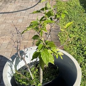 Photo of the plant species Cananga Tree by @ZappyAppletree named Sabine on Greg, the plant care app