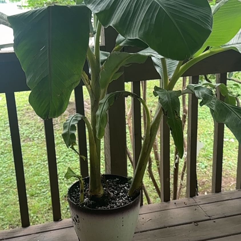 Photo of the plant species Ice Cream Banana by @TycoonGraypine named Harmony on Greg, the plant care app