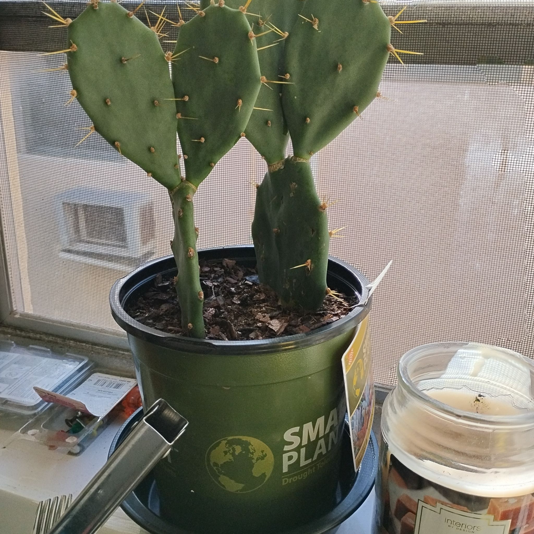 Photo of the plant species Opuntia 'Desert Ace' by @PrizePinkpoui46 named Catti on Greg, the plant care app