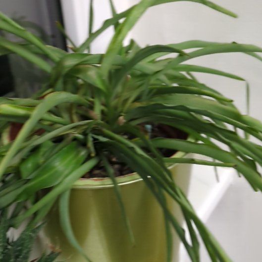Photo of the plant species Solid Green Spider Plant by @DeanSmoothoxeye named Leaf Erickson on Greg, the plant care app