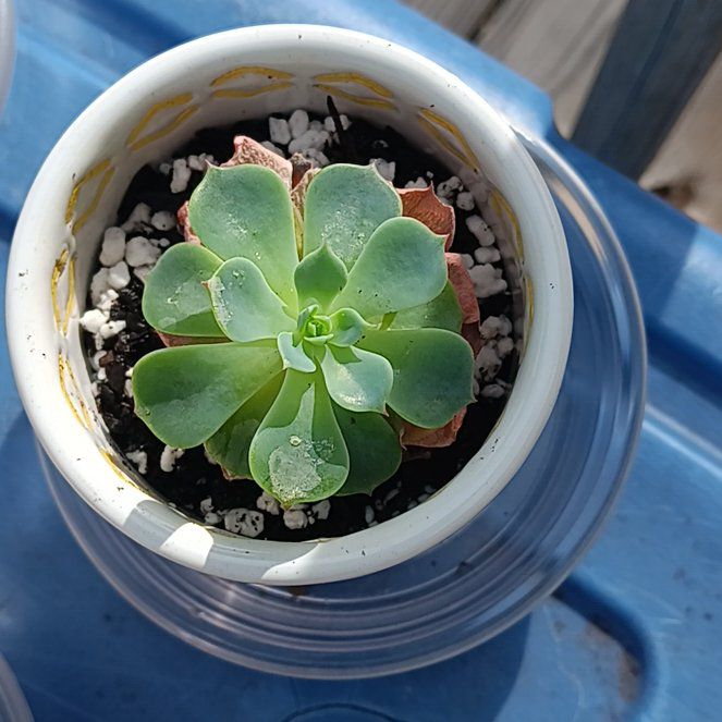Photo of the plant species Echeveria x imbricata by @YeahBenifukurin named Winston on Greg, the plant care app