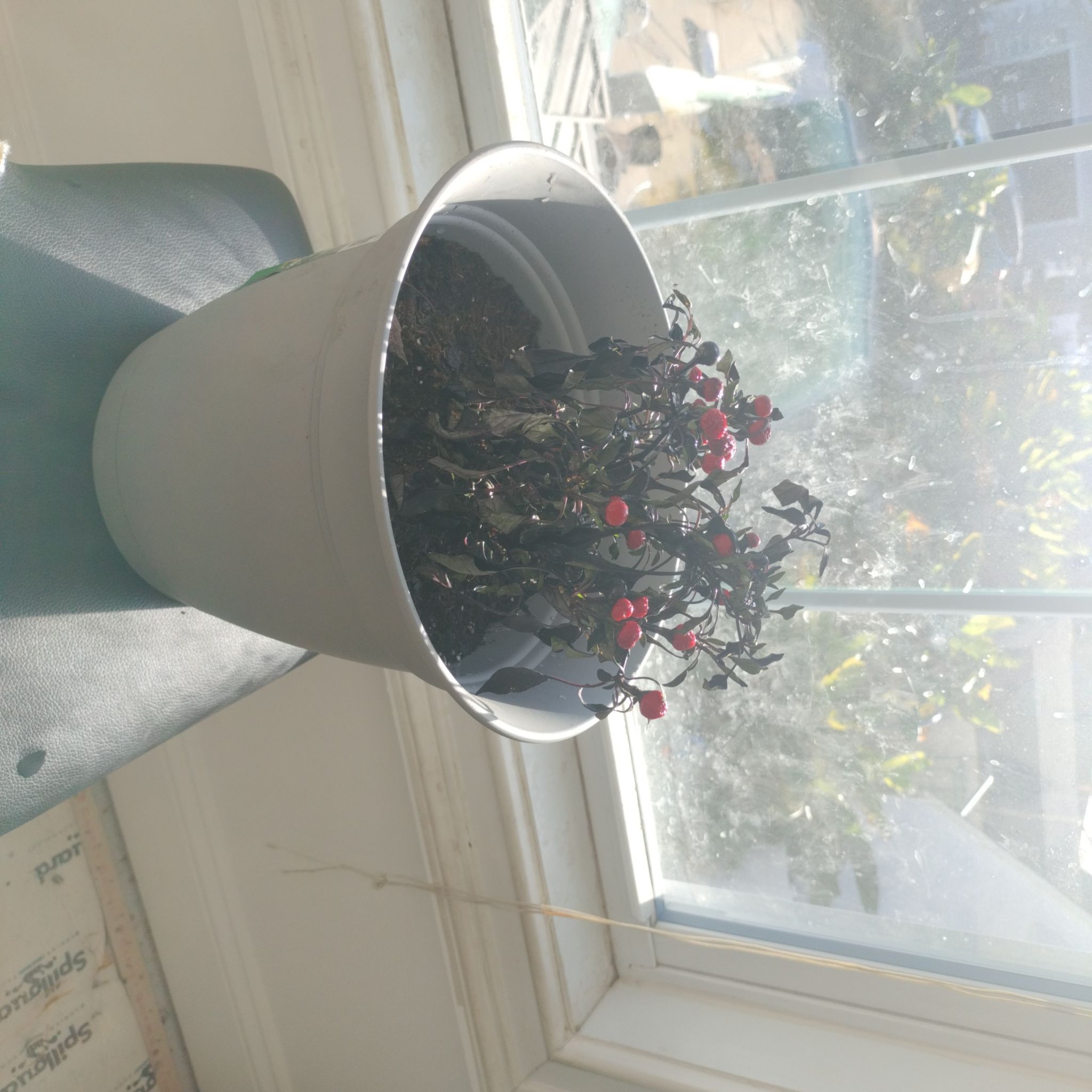 Photo of the plant species Ornamental Pepper Onyx Red by @SuppleCoralspot named Sam on Greg, the plant care app