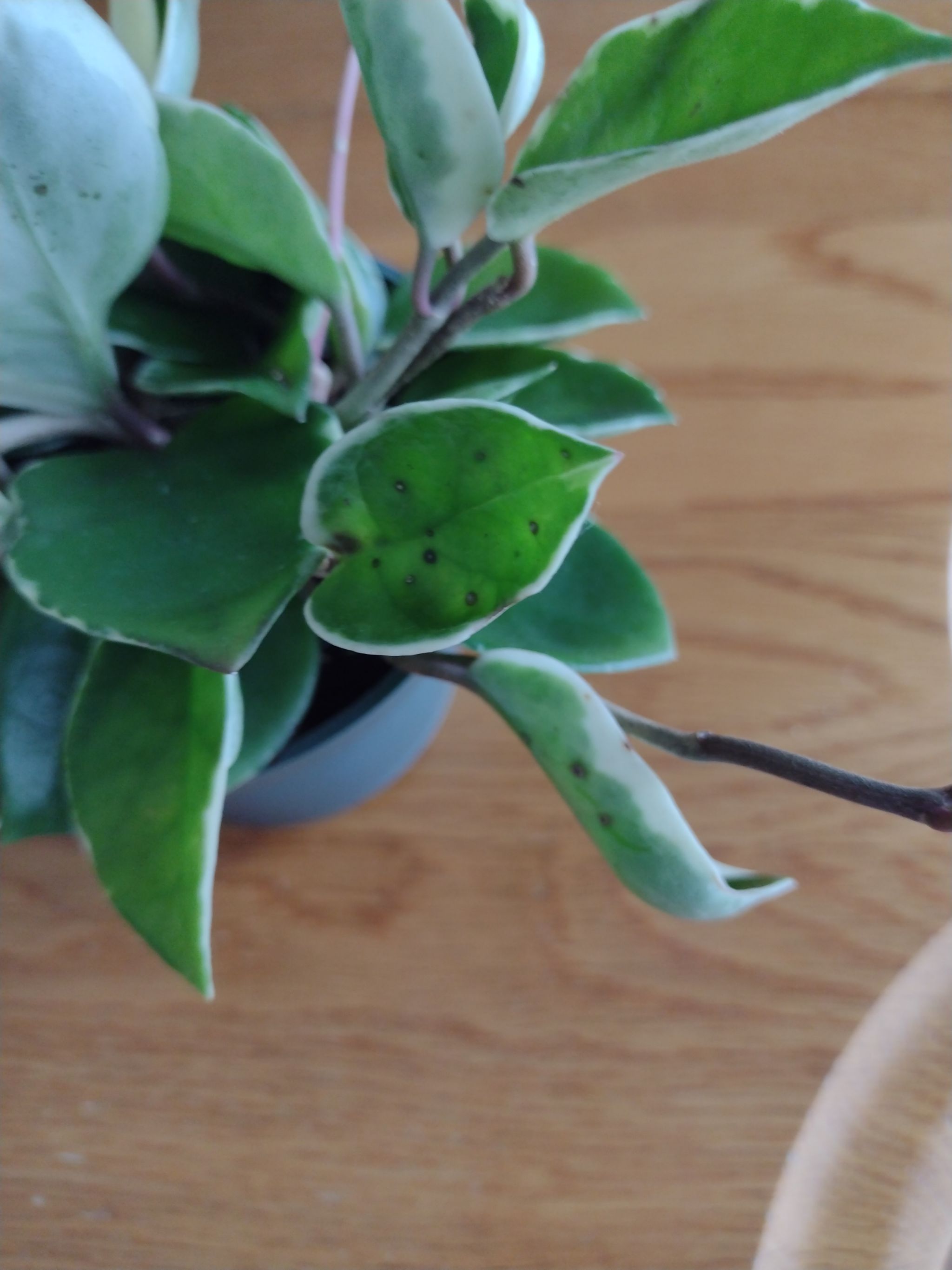 what-to-do-about-black-spots-on-monstera-leaves