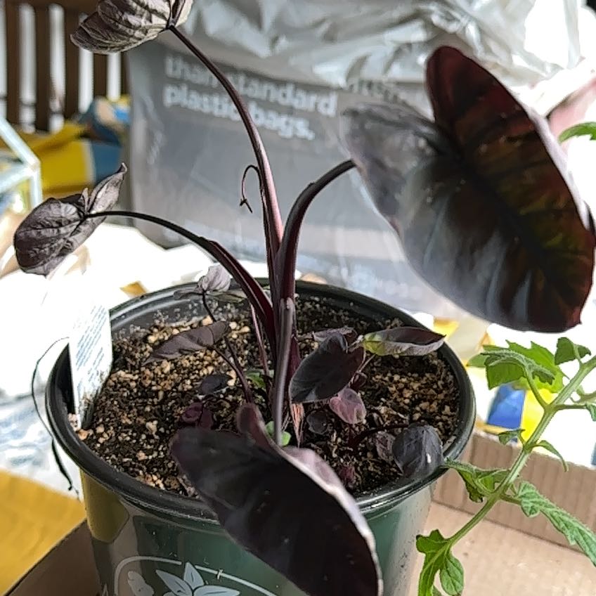 Photo of the plant species Black Coral Elephant Ear by @TastyPansy21 named Gregarious on Greg, the plant care app