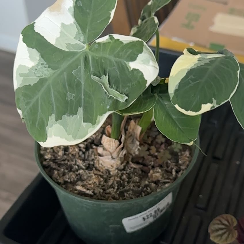 Photo of the plant species Mickey Mouse Alocasia by @TastyPansy21 named Mouse on Greg, the plant care app