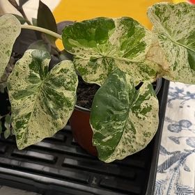 Photo of the plant species Alocasia Camoflauge by @TastyPansy21 named Sanders on Greg, the plant care app