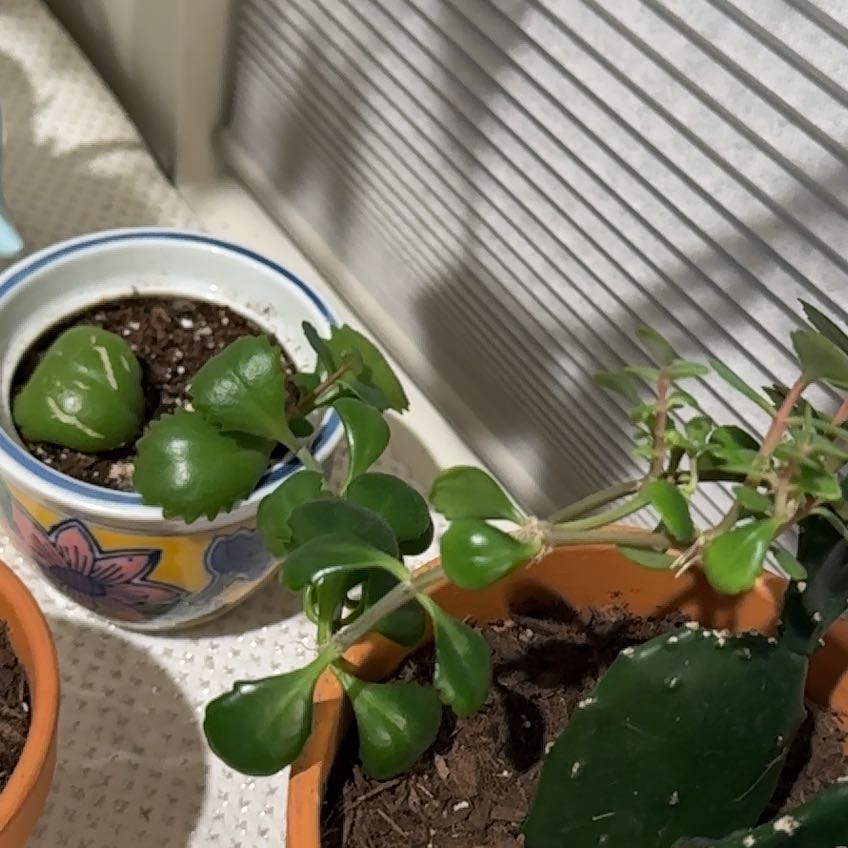 Photo of the plant species Tugela Cliff-Kalanchoe by @TastyPansy21 named Fernie Mercury on Greg, the plant care app