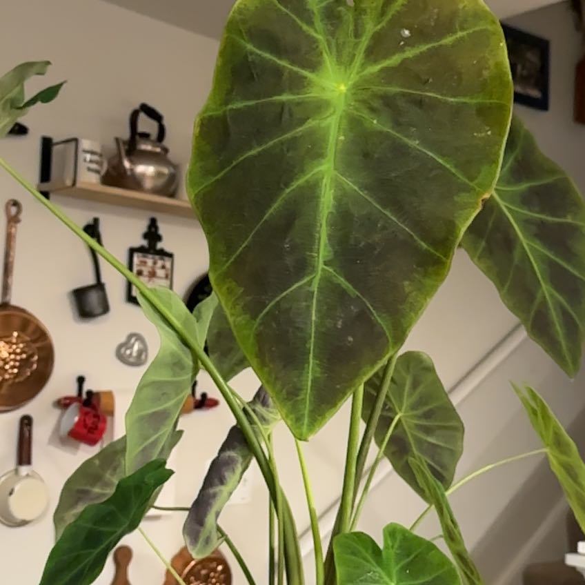 Photo of the plant species Colocasia Illustris by @TastyPansy21 named Rosa on Greg, the plant care app