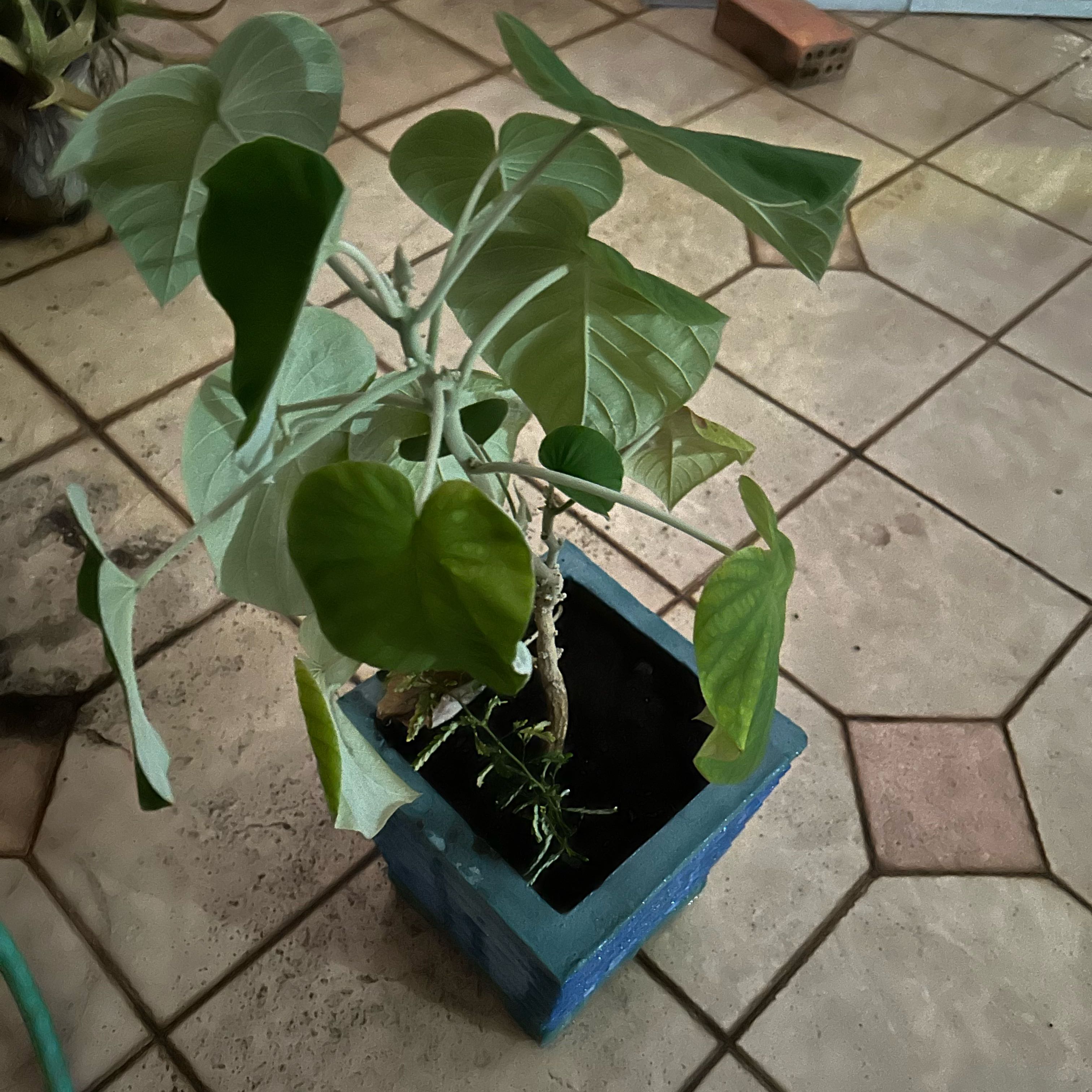 Photo of the plant species Hawaiian baby woodrose by @SupplePhysicnut named Sonora on Greg, the plant care app