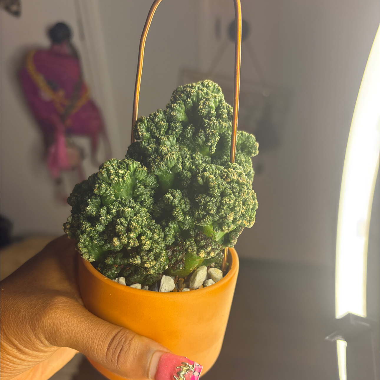 Photo of the plant species Cereus repandus f. monstrose 'Goblin' by @JalondiaLanegra named Richard on Greg, the plant care app