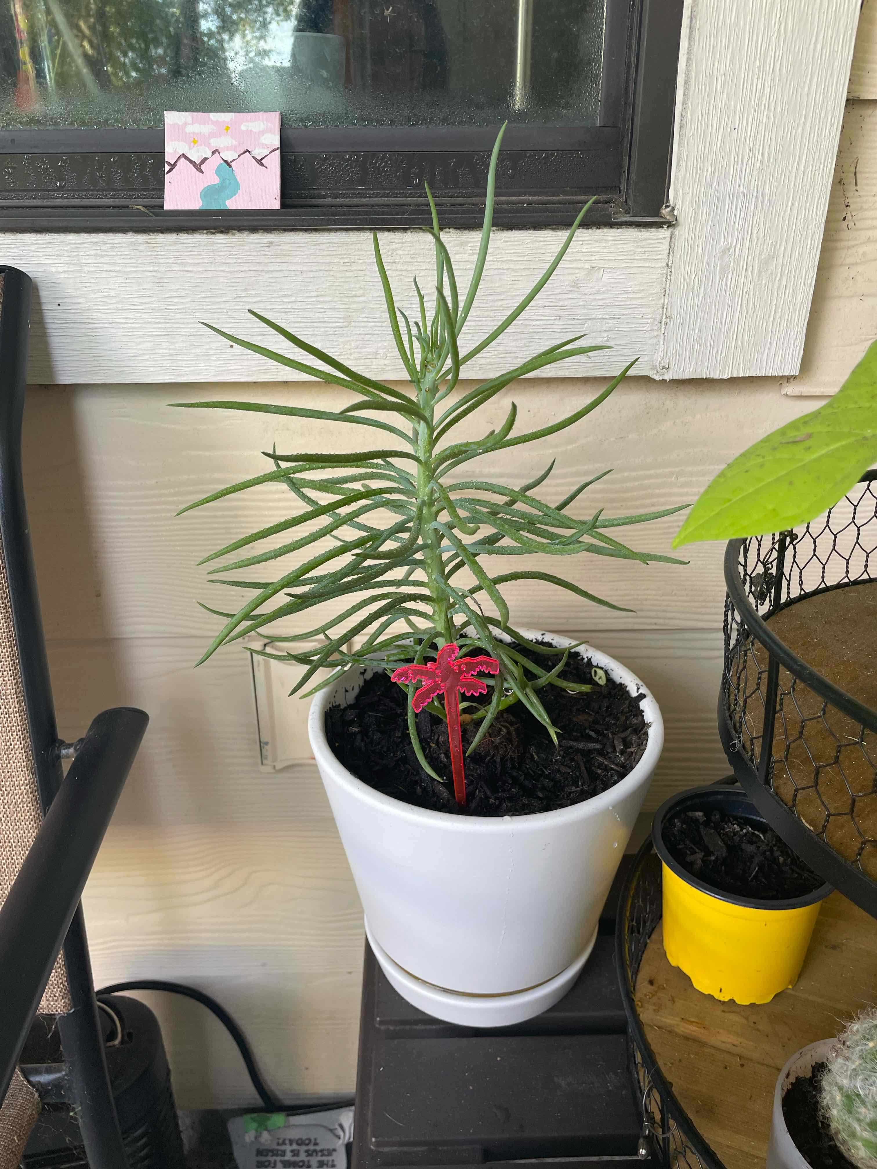 Narrow-Leaf Chalksticks plant in a white pot, healthy with visible soil.