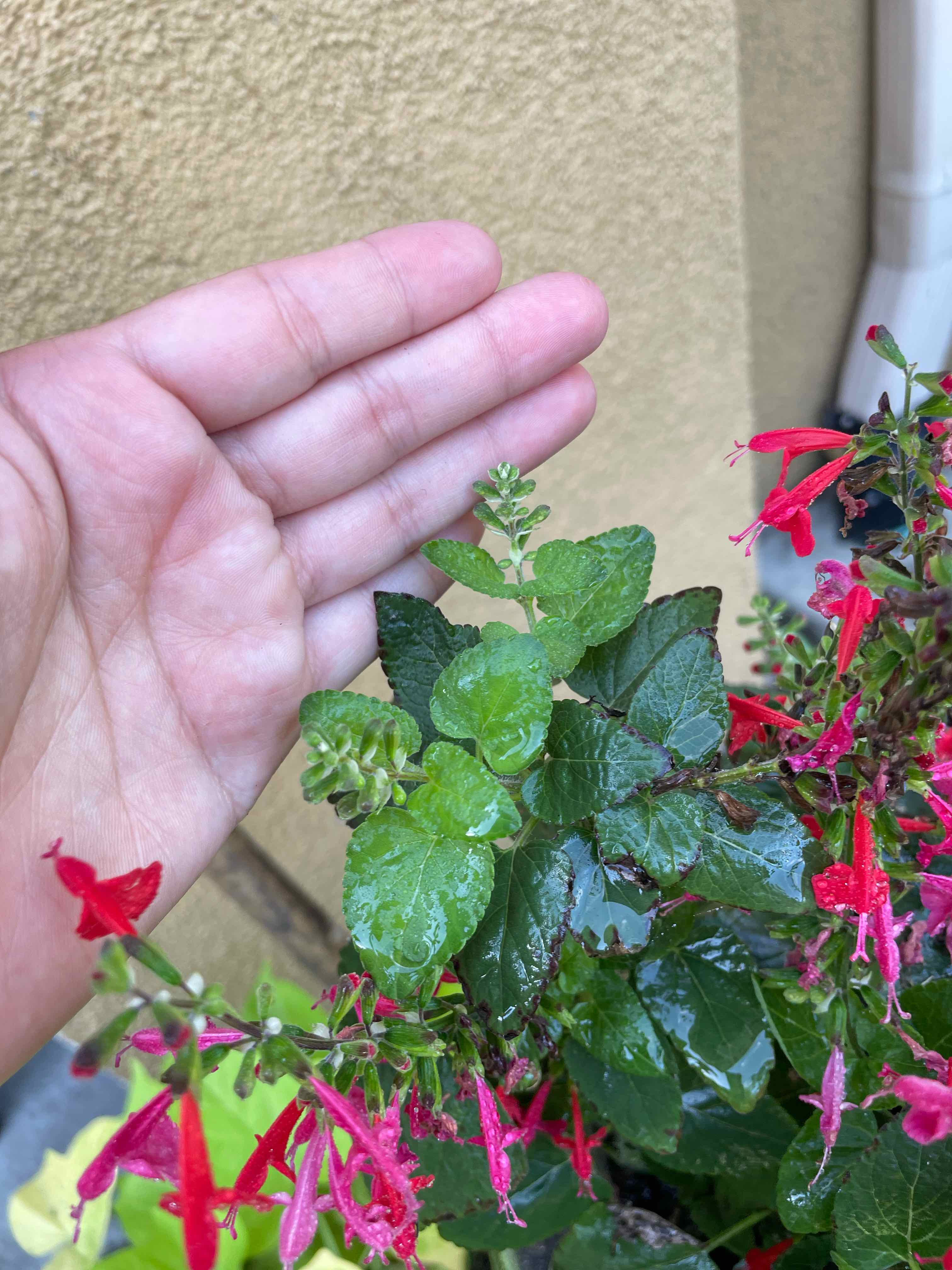 Blood Sage plant with red flowers and green leaves, hand visible.
