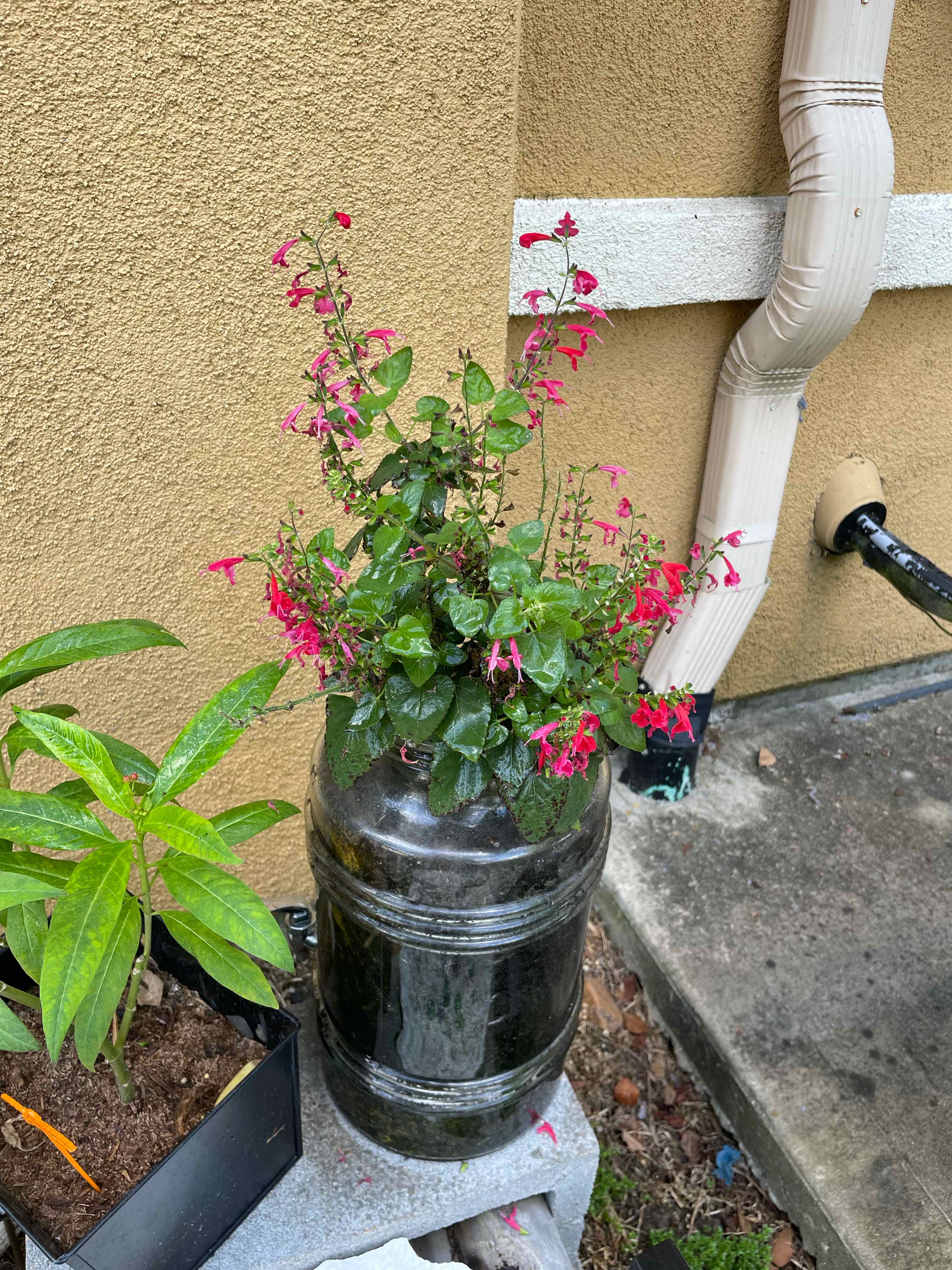 Blood Sage plant in a large container with small red flowers and healthy green leaves.