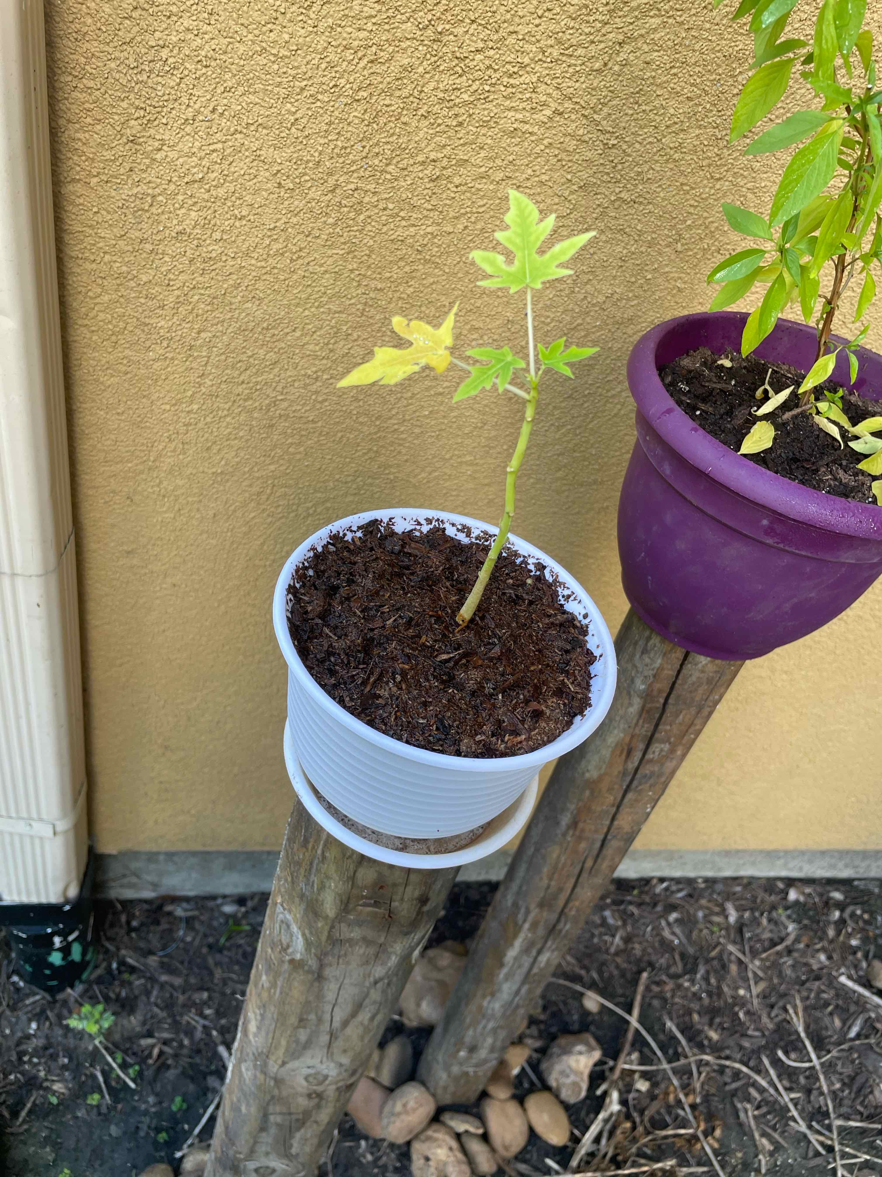 Young papaya plant in a white pot with some yellowing leaves, placed on a wooden stand.