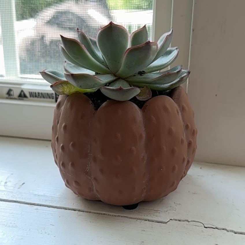 Photo of the plant species Succlent by Delores named Pearl on Greg, the plant care app