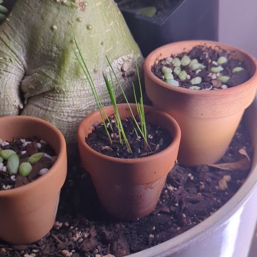 Photo of the plant species Tall Fescue by @RoundPersianivy named Queen on Greg, the plant care app