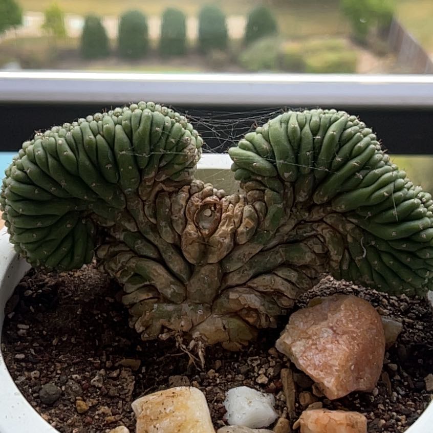 Photo of the plant species Crested San Pedro Cactus by @BusyQuailbush70 named Miley on Greg, the plant care app