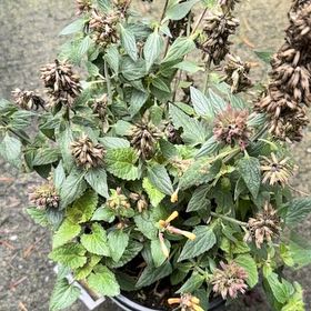 Photo of the plant species Agastache 'Queen Nectarine' by @YesWaxplant71 named Agastache on Greg, the plant care app