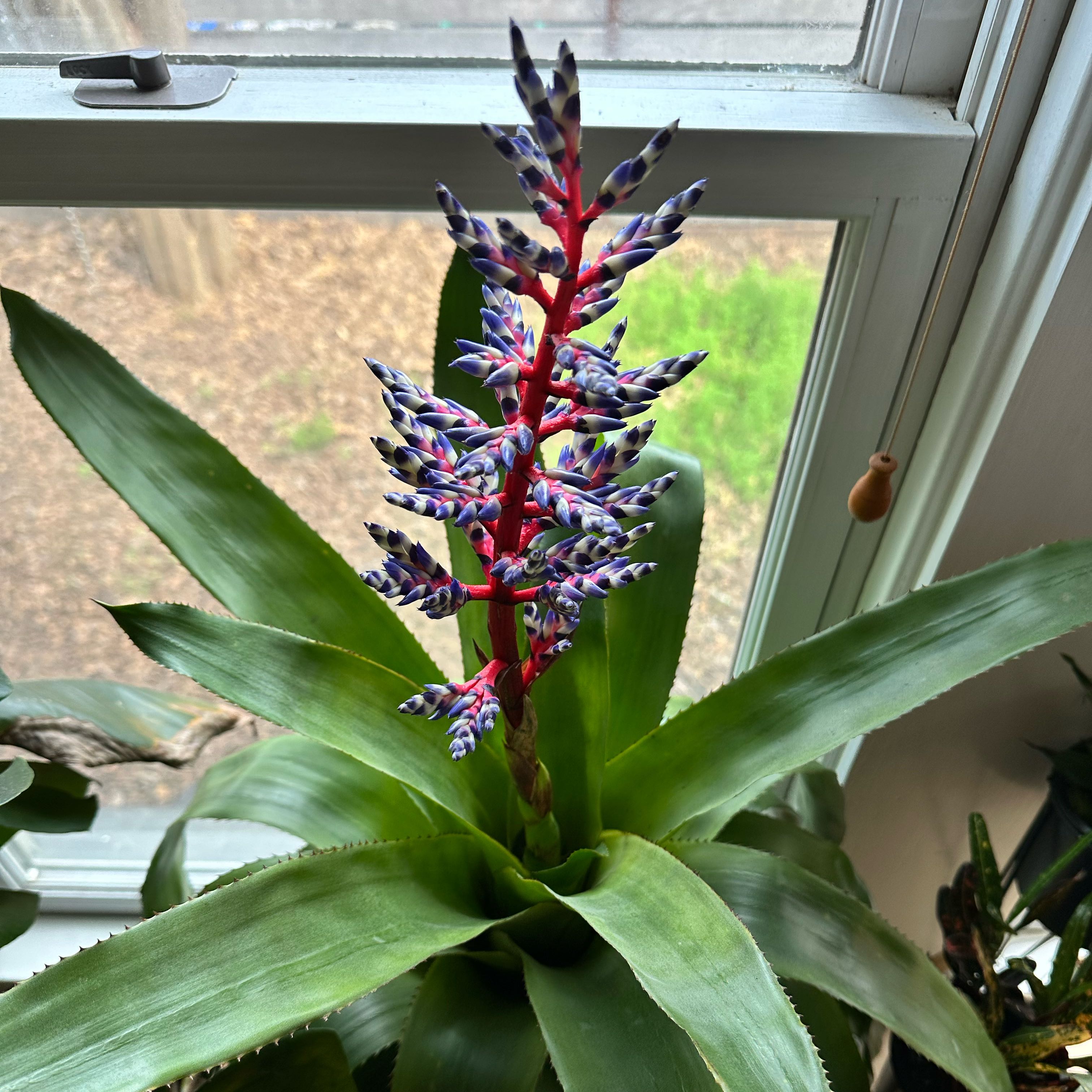 Photo of the plant species Matchstick bromeliad by @AceBittercherry named Wall-E on Greg, the plant care app