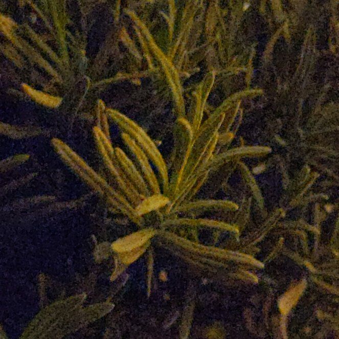Photo of the plant species Lavender by @SkilledCordmoss named Hamilton on Greg, the plant care app