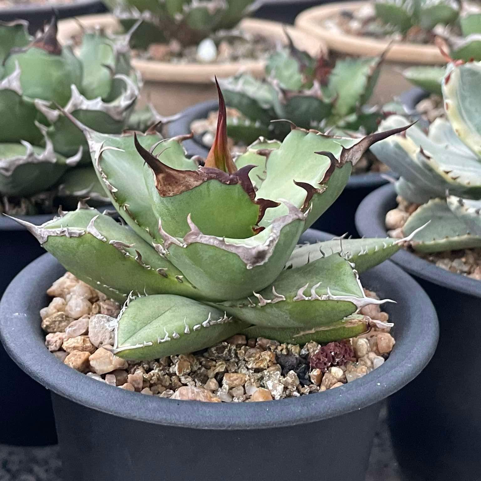 Photo of the plant species Agave titanota 'Black and Blue' by @ConcreteRoselle named Spike Leaves on Greg, the plant care app