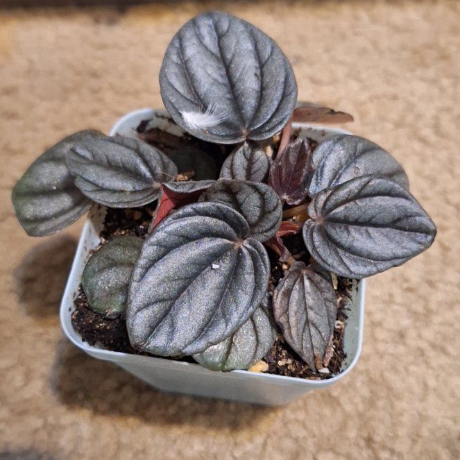 Photo of the plant species Peperomia Sunrise by @KeyAutumnsquill named Demi on Greg, the plant care app