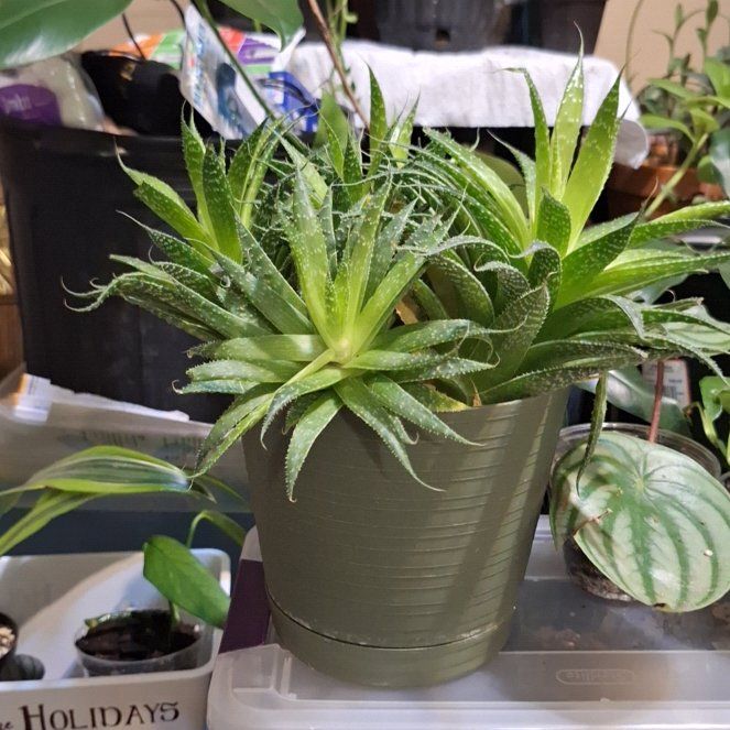 Photo of the plant species Variegated Zebra Haworthia by @KeyAutumnsquill named Bella on Greg, the plant care app