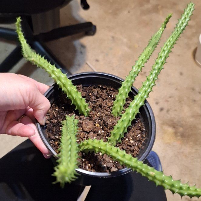 Photo of the plant species Huernia macrocarpa by @KeyAutumnsquill named Denali on Greg, the plant care app