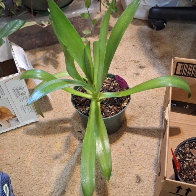 Photo of the plant species Smooth Agave by @KeyAutumnsquill named Mollie on Greg, the plant care app