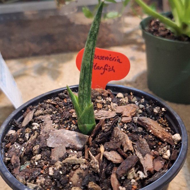 Photo of the plant species Starfish Snake Plant by @KeyAutumnsquill named Coco on Greg, the plant care app