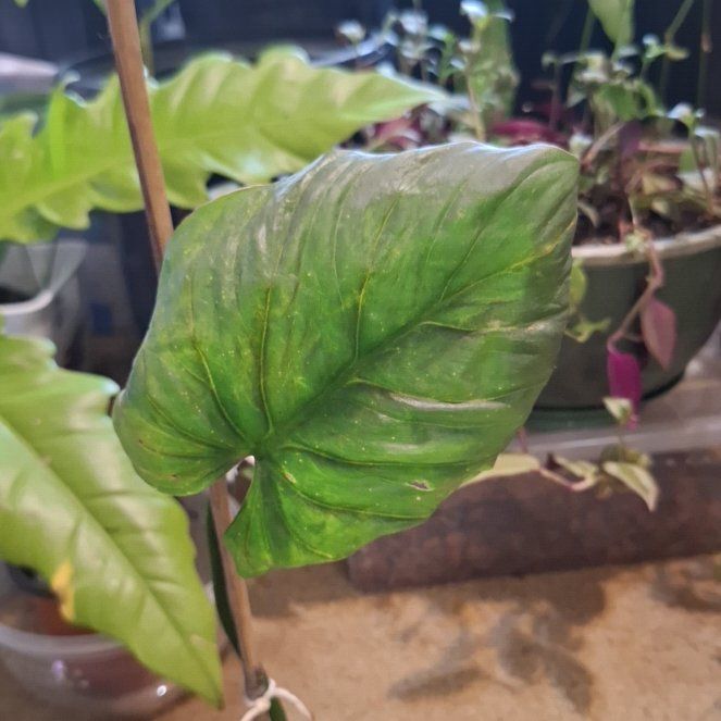 Photo of the plant species Silver Columbia Philodendron by @KeyAutumnsquill named Oscar on Greg, the plant care app