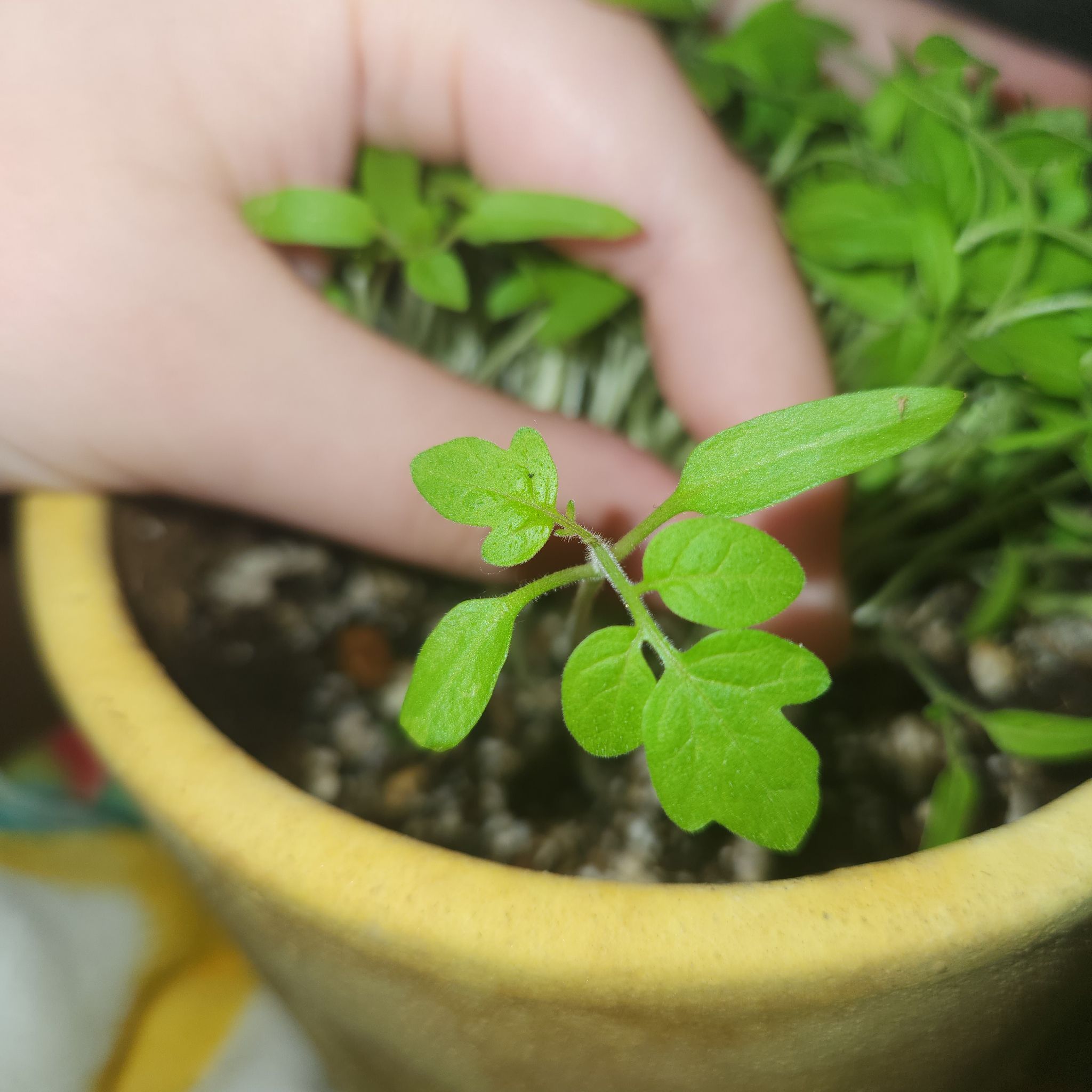 Tomato sprouts