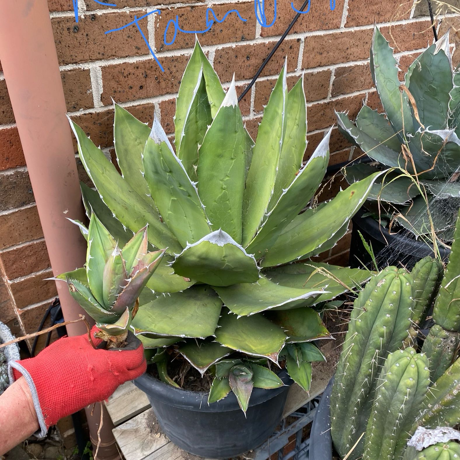 Photo of the plant species Agave Titanota by @TopHymenosporum named Foxxy on Greg, the plant care app