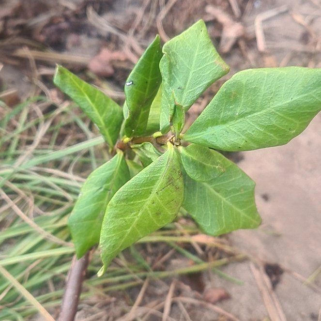 Photo of the plant species jasmine by @SaluteWormplant named Nithin on Greg, the plant care app