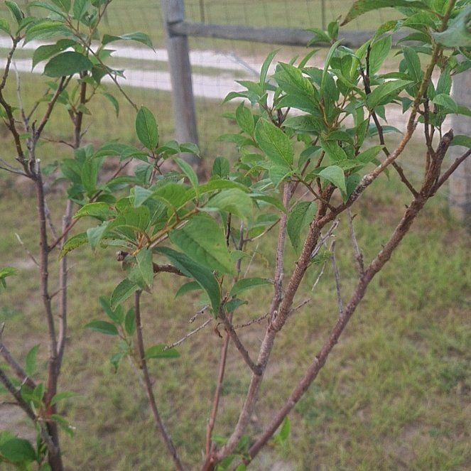 Photo of the plant species Methley Plum by @SaluteWormplant named Spike Leaves on Greg, the plant care app