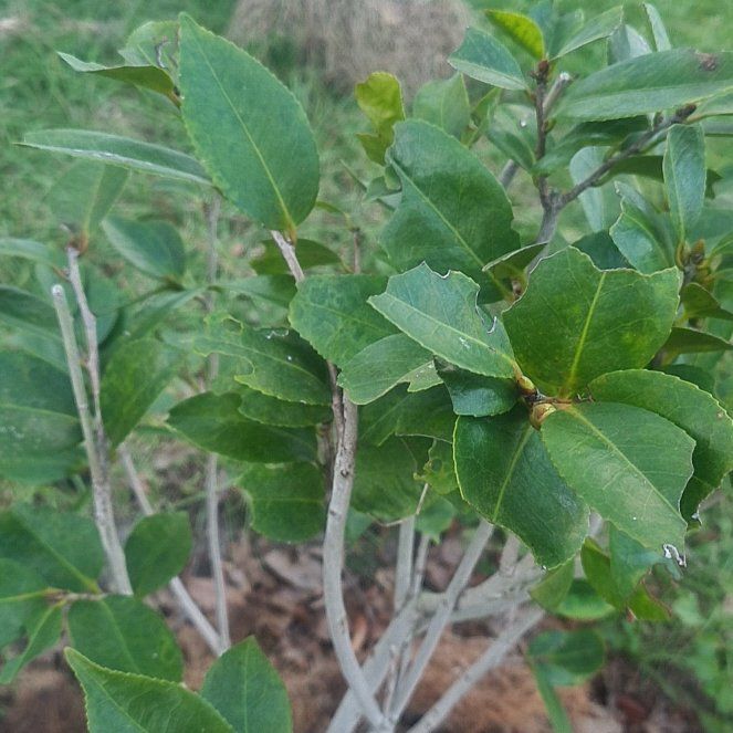 Photo of the plant species Chrysanthemum 'Camelia' by @SaluteWormplant named Robert Plant on Greg, the plant care app