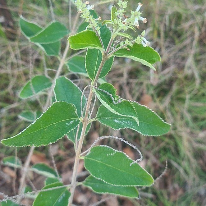 Photo of the plant species Sweet Almond Bush by @SaluteWormplant named Luna on Greg, the plant care app